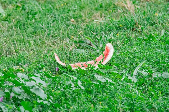 Close-up view of two pink objects camouflaged by green foliage, soft diffused lighting, outdoor setting, perspective from above, vibrant pink contrasting lush greenery