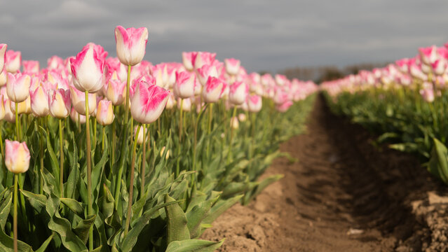 rows of pink and white tulip flowers in dutch field in spring in evening light