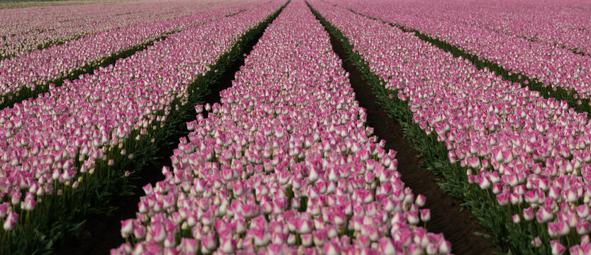 pink pathways of rows of pastel tulip flowers field background
