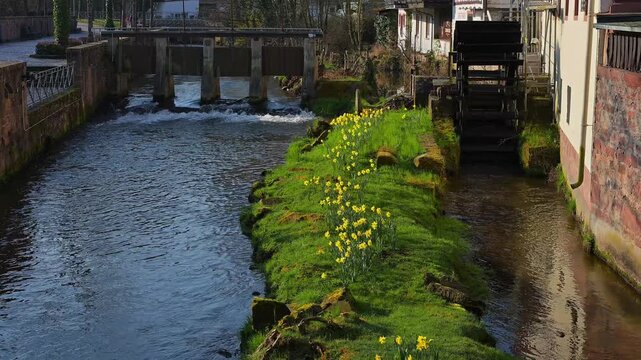 Ein Fluss mit einem M&uuml;hlrad und Narzissen auf einem gr&uuml;nen H&uuml;gel, M&uuml;mling, Erbach, Odenwald, S&uuml;dhessen, Hessen, Deutschland