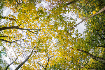 Fototapeta premium Close-up view of an autumn forest canopy with vibrant yellows, oranges, and greens leaves Sunlight filters through gaps, casting dappled light on ground No human or artificial elements visible