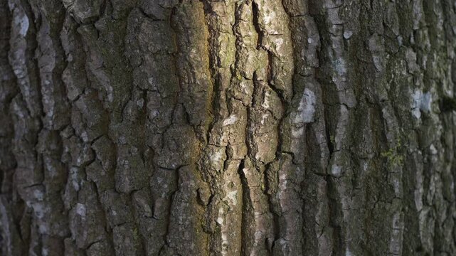 Zoom‑in revealing micro‑geometry along fractured bark edges
