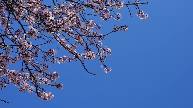Pflaumenkirsche in voller Bl&uuml;te strecken sich gegen einen klaren blauen Fr&uuml;hlingshimmel, Erbach, Odenwald, S&uuml;dhessen, Hessen, Deutschland
