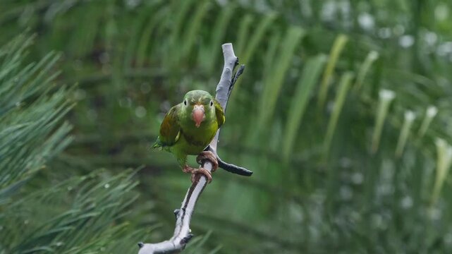 orange-chinned parakeet, Brotogeris jugularis, on branch, flies away, close 190
