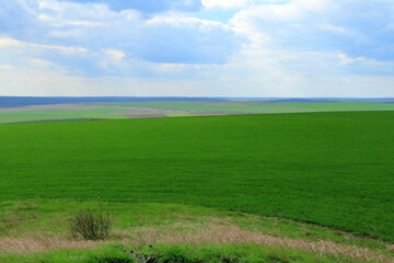 Fototapeta premium A large green field