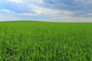 Obraz premium A field of green grass