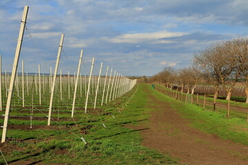 Obraz premium A path with rows of white sticks on it and trees in the background