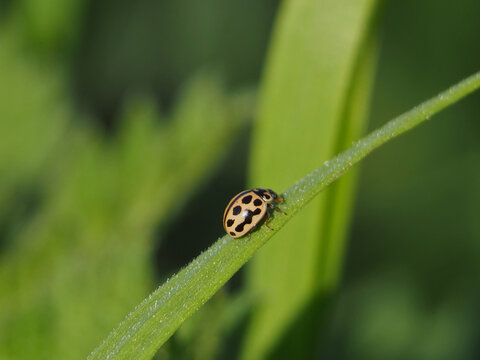 Isolated macro of a propylea quatuordecimpunctata, 14-spotted ladybird beetle, 14-spottet ladybug or P-14 on a blade of grass. Bonn, Germany.