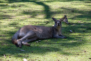 Western Grey Kangaroo (Macropus fuliginosus) © Tara