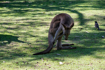 Western Grey Kangaroo (Macropus fuliginosus) © Tara