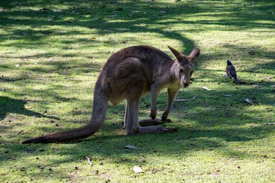 Western Grey Kangaroo (Macropus fuliginosus)