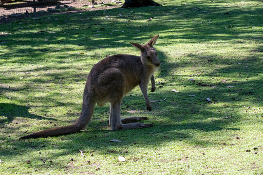 Western Grey Kangaroo (Macropus fuliginosus)