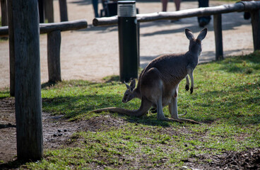 Western Grey Kangaroo with Joey (Macropus fuliginosus) © Tara