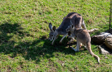 Western Grey Kangaroo with Joey (Macropus fuliginosus) © Tara