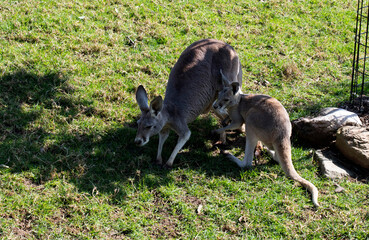 Western Grey Kangaroo with Joey (Macropus fuliginosus) © Tara