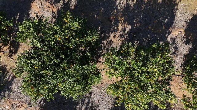 Aerial view orange trees plantation citrus orchard Spain