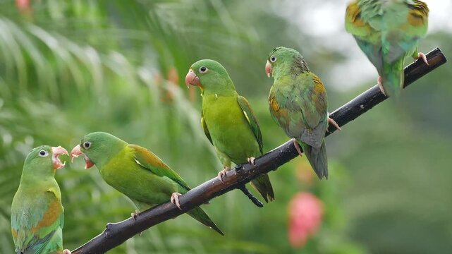 orange-chinned parakeet, Brotogeris jugularis,on branch, quarrel, close 232
