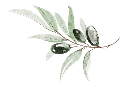 Olive branch watercolor hand painted illustration with leaves and olive berries. Olive branch botanical element isolated design with twig detail. Decoration for wedding invitation, label, card design.