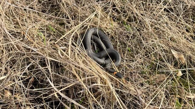Grass snake, Natrix natrix, curled up in dry grass. wild reptile is soaking up the warm sunlight in its natural meadow habitat