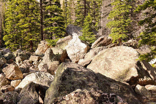 Sunlit Boulder Field and Pine Forest in Rocky Mountain National Park, Ypsilon Trail