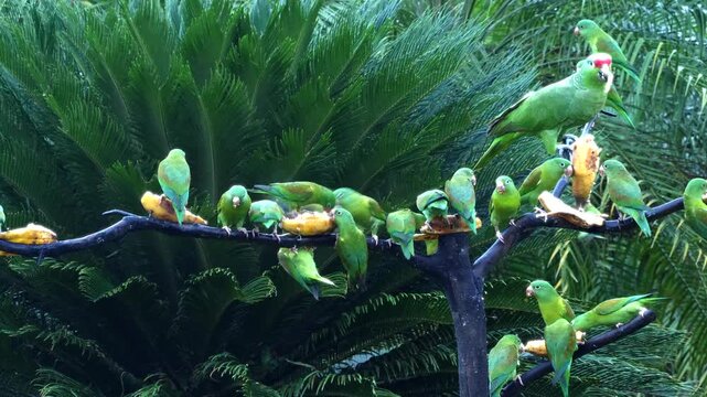 flock of orange-chinned parakeet, Brotogeris jugularis, at feeder, bickering and eating bananas 254