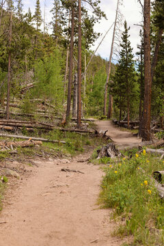 Sunlit Forest Ypsilon Trail Path Through Pine Trees and Wildflowers for Hiking in Rocky Mountain National Park