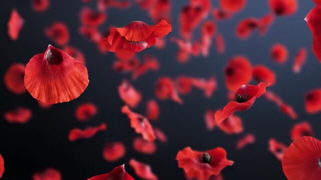 Red poppy petals falling against a dark background, symbolic of remembrance and peace