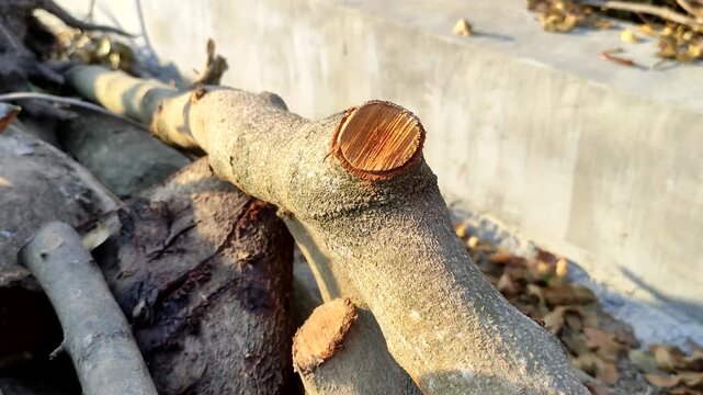 Close up of a freshly cut tree branch with visible rings and texture outdoors. Perfect for themes related to timber industry, deforestation, woodworking, or autumn nature backgrounds.