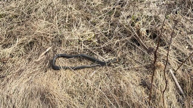 Grass snake, Natrix natrix, slithering among sun dappled autumn grass, blending seamlessly into its surroundings in its native habitat