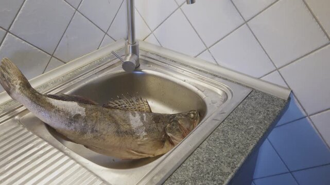 Large Frozen Zander Prepared for Dinner: A Fresh  Pike-perch Fish Ready for Cleaning and Cooking in a Domestic Kitchen.