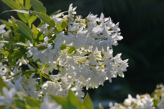 Deutzia gracilis blooming shrub . Closeup branch with clusters of white flowers. Late spring, natural environment, growing, planting flowring shrubs.