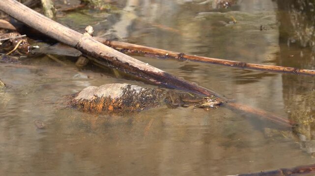Une grenouille, amphibien de l'ordre des anoures, dans une mare