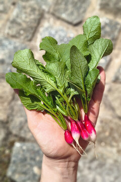 Hand holding freshly harvested small radishes with green leaves and roots, outdoors in sunlight against a blurred stone background. Eco concept.
