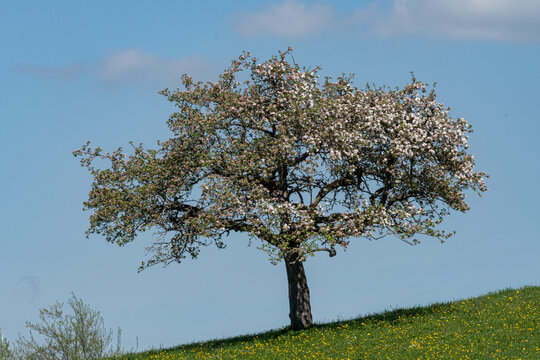Fr&uuml;hlingserwachen