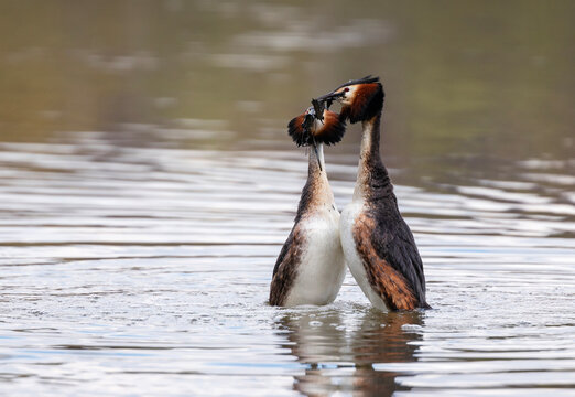 a pair of waterfowl in love great grebes swimming on the water during the mating season beak to beak with algae