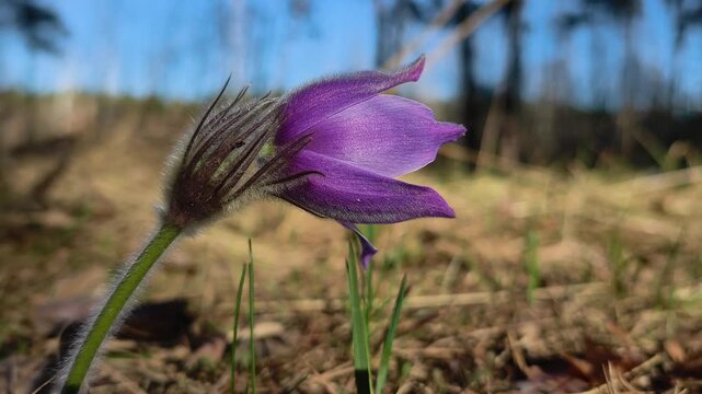 Beautiful purple flower in a wood, listed in the Red Book. Pulsatilla patens pasque flower or prairie crocus. Flower is listed in the Red Book