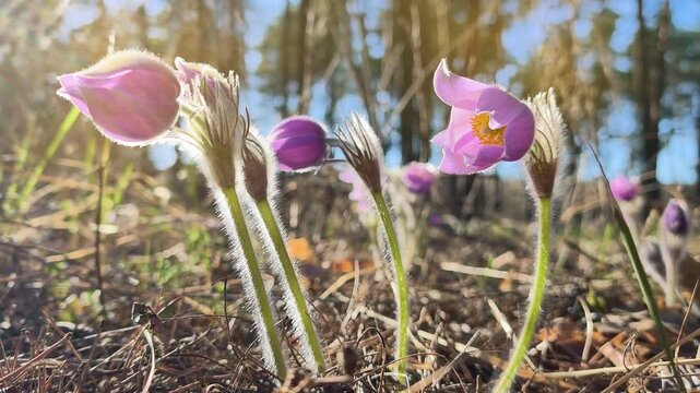 Forest flowers swaying in the wind under the bright sun. Pulsatilla patens pasque flower or prairie crocus. Beautiful purple flowers in a wood, listed in the Red Book
