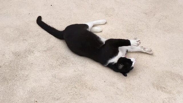 Black and white cat rolling playfully on the ground outdoors, stretching and relaxing on a light concrete surface in daylight