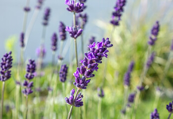 Obraz premium Close-up of blooming lavender flowers in a garden. Selective focus highlights a vibrant purple lavender spike against a soft, blurred green background. 