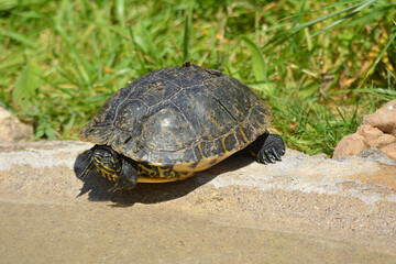 Obraz premium Tortuga