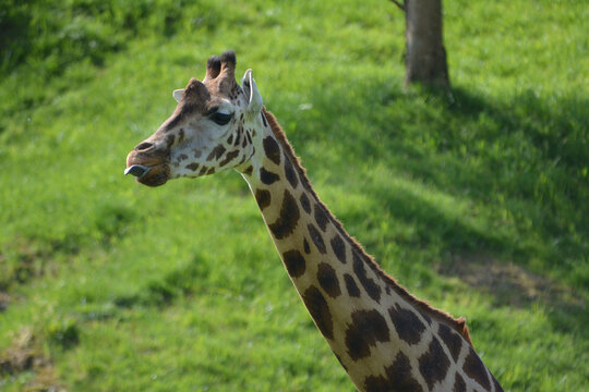 Jirafa