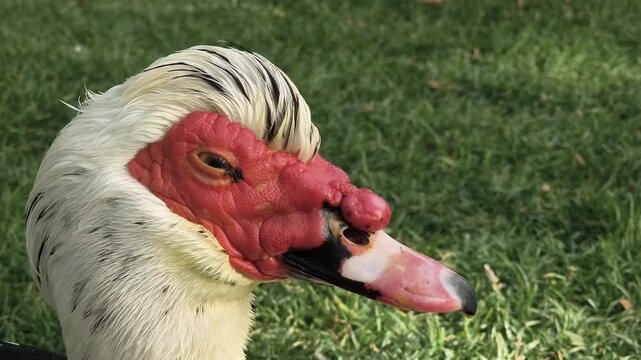 Close-up portrait of a Muscovy duck with red facial caruncles and white feathers, standing on green grass in natural sunlight