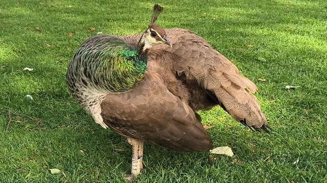 Female peafowl preening her feathers while standing on green grass in sunlight, displaying natural grooming behavior in a park