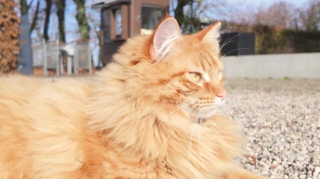 Fluffy orange cat sunbathing in a garden