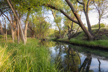 Obraz premium Forest Stream with Reflection and Sunlight – Peaceful Nature Background