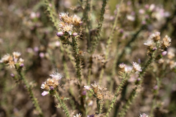 Fototapeta premium Macro thistle plant with spikes wild flower nature close up