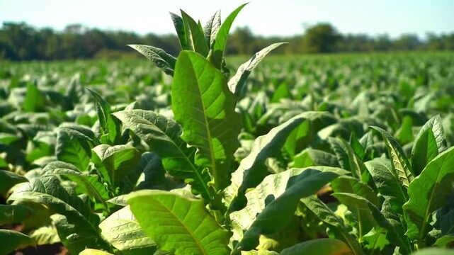 Tobacco Field Rows Growing Green Leaves, Cinematic Motion Through Lush Plantation Under Sunny Sky, Stock Footage