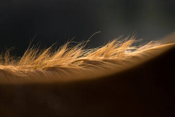 Backlit horse’s mane © Jennifer