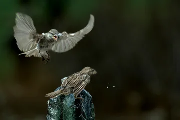Finches challenging each other for water © Jennifer