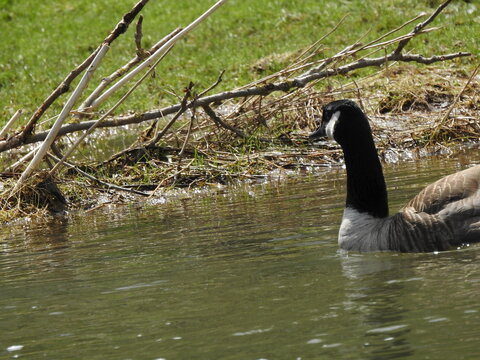ganzo canadiense en rio